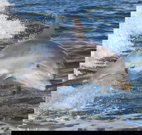 Noosa Oceanrider Scenic Dolphin Safari - Accommodation Tasmania