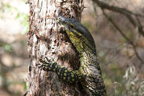 Byron Bay Hinterland Tour Including Rainforest Walk To Minyon Falls - Accommodation Tasmania 1