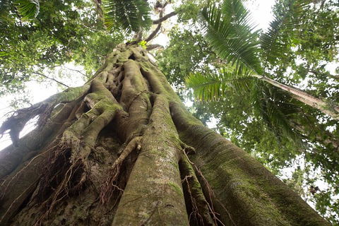 Byron Bay Hinterland Tour Including Rainforest Walk To Minyon Falls - Accommodation Tasmania 2