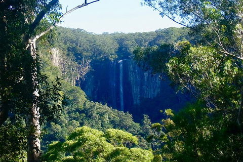 Byron Bay Hinterland Tour Including Rainforest Walk To Minyon Falls - Accommodation Tasmania 4