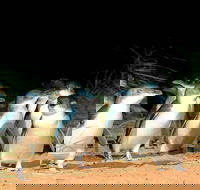 Phillip Island Penguins Private Tour - Accommodation Tasmania