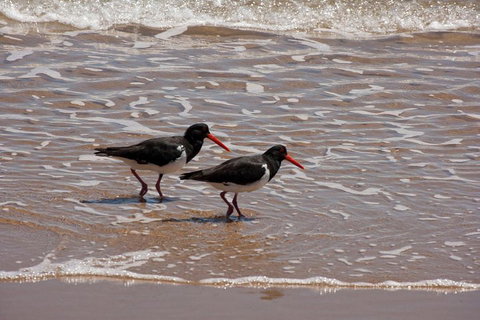 1770 Coastline Tour By LARC Amphibious Vehicle Including Picnic Lunch - Accommodation Tasmania 2
