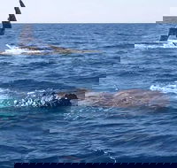 Noosa Whale Watching - Accommodation Tasmania