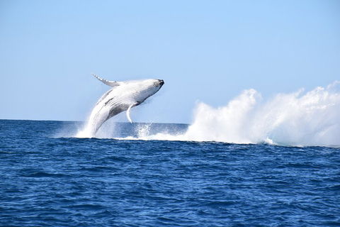 Noosa Whale Watching - Accommodation Tasmania 1