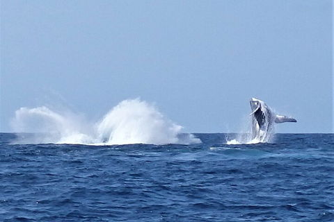 Noosa Whale Watching - Accommodation Tasmania 2