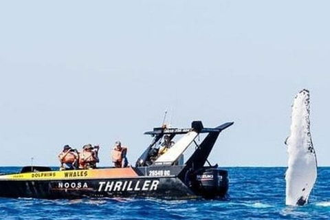 Noosa Whale Watching - Accommodation Tasmania 4