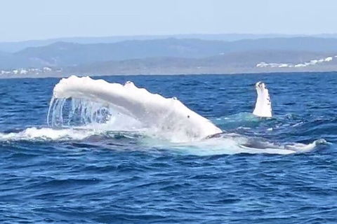 Noosa Whale Watching - Accommodation Tasmania 5