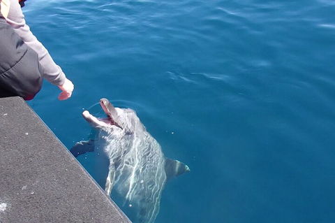 Noosa Wild Dolphin Safari - Accommodation Tasmania 0