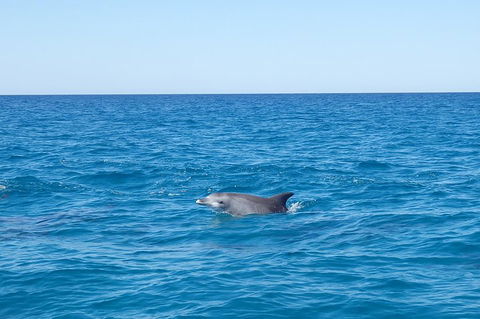 Noosa Wild Dolphin Safari - Accommodation Tasmania 1