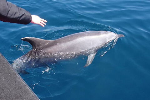 Noosa Wild Dolphin Safari - Accommodation Tasmania 2