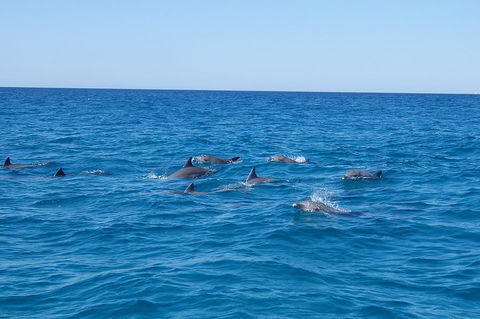Noosa Wild Dolphin Safari - Accommodation Tasmania 3