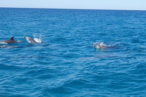 Noosa Wild Dolphin Safari - Accommodation Tasmania 4