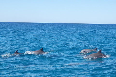 Noosa Wild Dolphin Safari - Accommodation Tasmania 5