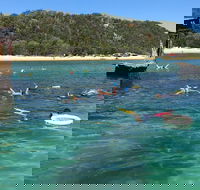 All Inclusive Dolphin and Tangalooma Wrecks Cruise - Accommodation Tasmania