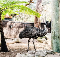 Sydney Taronga Zoo General Entry Ticket and Wild Australia Experience - Accommodation Tasmania