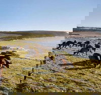 Kangaroo Island Personal Group Tours - Accommodation Tasmania