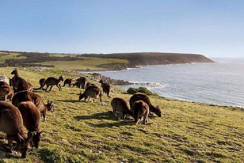 Kangaroo Island Personal Group Tours - Accommodation Tasmania 0
