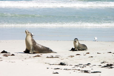Kangaroo Island Personal Group Tours - Accommodation Tasmania 3