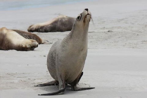 Kangaroo Island Personal Group Tours - Accommodation Tasmania 4