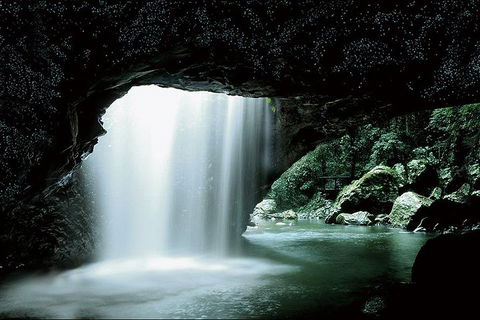 Natural Bridge Glow Worm Night Tour From Gold Coast - Accommodation Tasmania 0