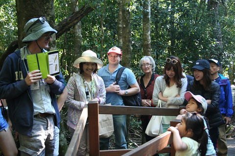 Natural Bridge Glow Worm Night Tour From Gold Coast - Accommodation Tasmania 4