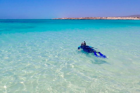 Ningaloo In A Day - Full Day Hike And Snorkel Tour With Lunch - Accommodation Tasmania 4