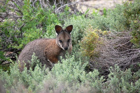 Shipwreck Special Nature Tour/Half Day Tour - Accommodation Tasmania 3