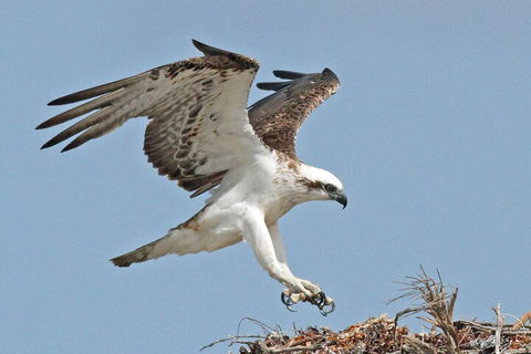 Shipwreck Special Nature Tour/Half Day Tour - Accommodation Tasmania 4