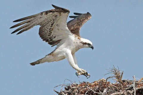 Pink Lake + Abrolhos Islands Nature Tour - Accommodation Tasmania 3