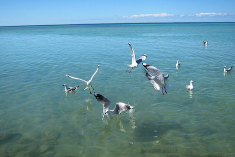 Pink Lake + Abrolhos Islands Nature Tour - Accommodation Tasmania 5