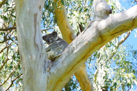 Best Of Moreton Bay Cruise - Accommodation Tasmania 2