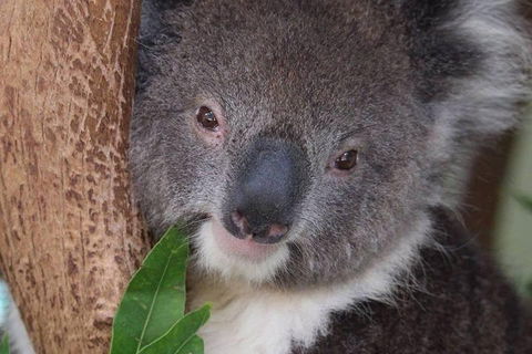 All Inclusive Blue Mountains Small-Group Day Trip From Sydney - Accommodation Tasmania 1