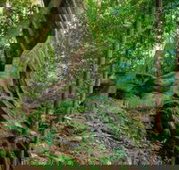 Private Daintree Mossman Gorge Exclusive Nature and Wildlife Focus - Accommodation Tasmania