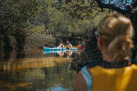 Kayak Tour In Adelaide Dolphin Sanctuary - Accommodation Tasmania 0