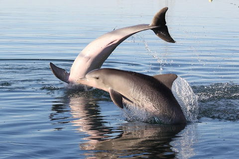 Kayak Tour In Adelaide Dolphin Sanctuary - Accommodation Tasmania 5