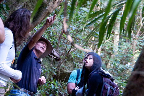 Natural Bridge & Springbrook Waterfalls Tour - Accommodation Tasmania 4