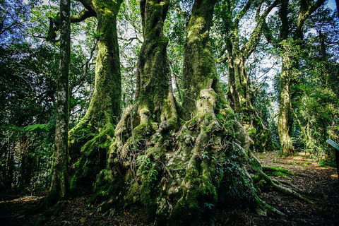 Natural Bridge & Springbrook Waterfalls Tour - Accommodation Tasmania 5