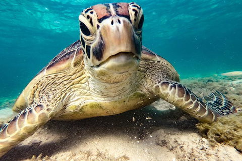 Sail, Snorkel, SUP & Kayak Charter Whitsundays - Accommodation Tasmania 0