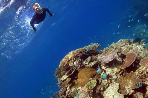 Silverswift Outer Great Barrier Reef Dive And Snorkel Cruise From Cairns - Accommodation Tasmania 3
