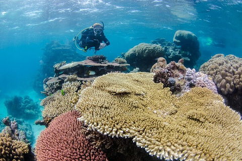 Silverswift Outer Great Barrier Reef Dive And Snorkel Cruise From Cairns - Accommodation Tasmania 5