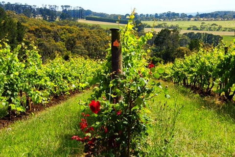 Mornington Peninsula Sightseeing Tour For 2-6 Guests. - Accommodation Tasmania 3