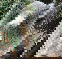 Private Blue Mountains and Wildlife Park Tour from Sydney with Barbecue Lunch - Accommodation Tasmania