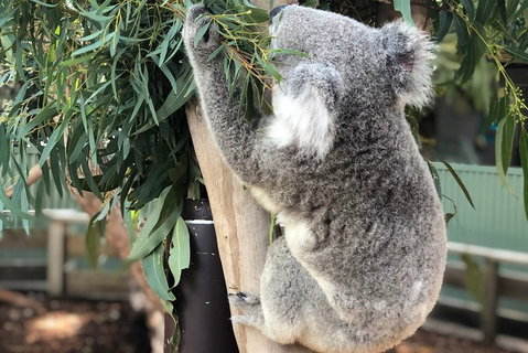Private Blue Mountains And Wildlife Park Tour From Sydney With Barbecue Lunch - Accommodation Tasmania 0