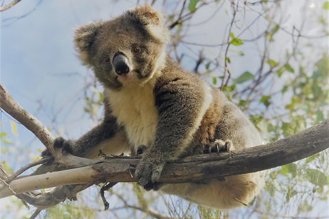 Kangaroo Island Scenic Trail Tour - Accommodation Tasmania 2