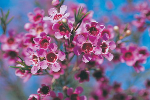 Best Of Perth Wildflower Season Day Trip - Accommodation Tasmania 1