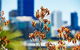 Best Of Perth Wildflower Season Day Trip - thumb 4