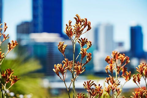 Best Of Perth Wildflower Season Day Trip - Accommodation Tasmania 4