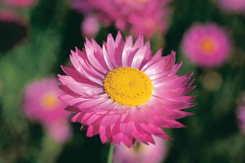 Best Of Perth Wildflower Season Day Trip - Accommodation Tasmania 5