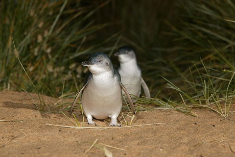 Phillip Island Penguin, Brighton Beach, Moonlit Sanctuary From Melbourne - Accommodation Tasmania 2