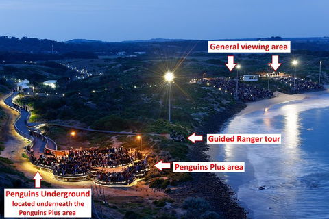 Phillip Island Penguin, Brighton Beach, Moonlit Sanctuary From Melbourne - Accommodation Tasmania 4